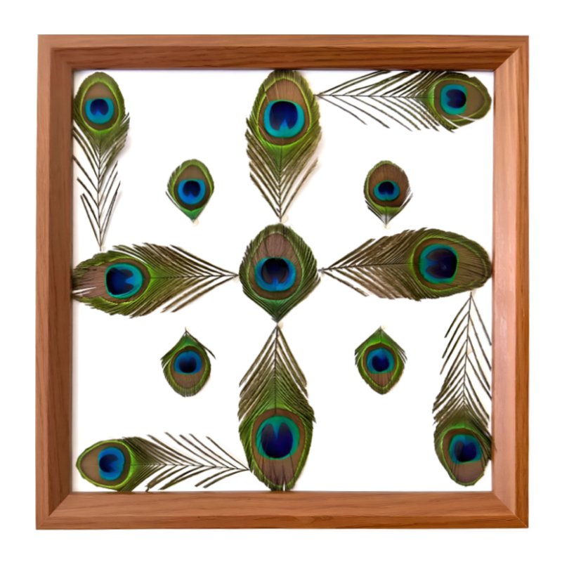Peacock feathers